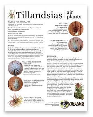 PDF on Growing Tillandsias